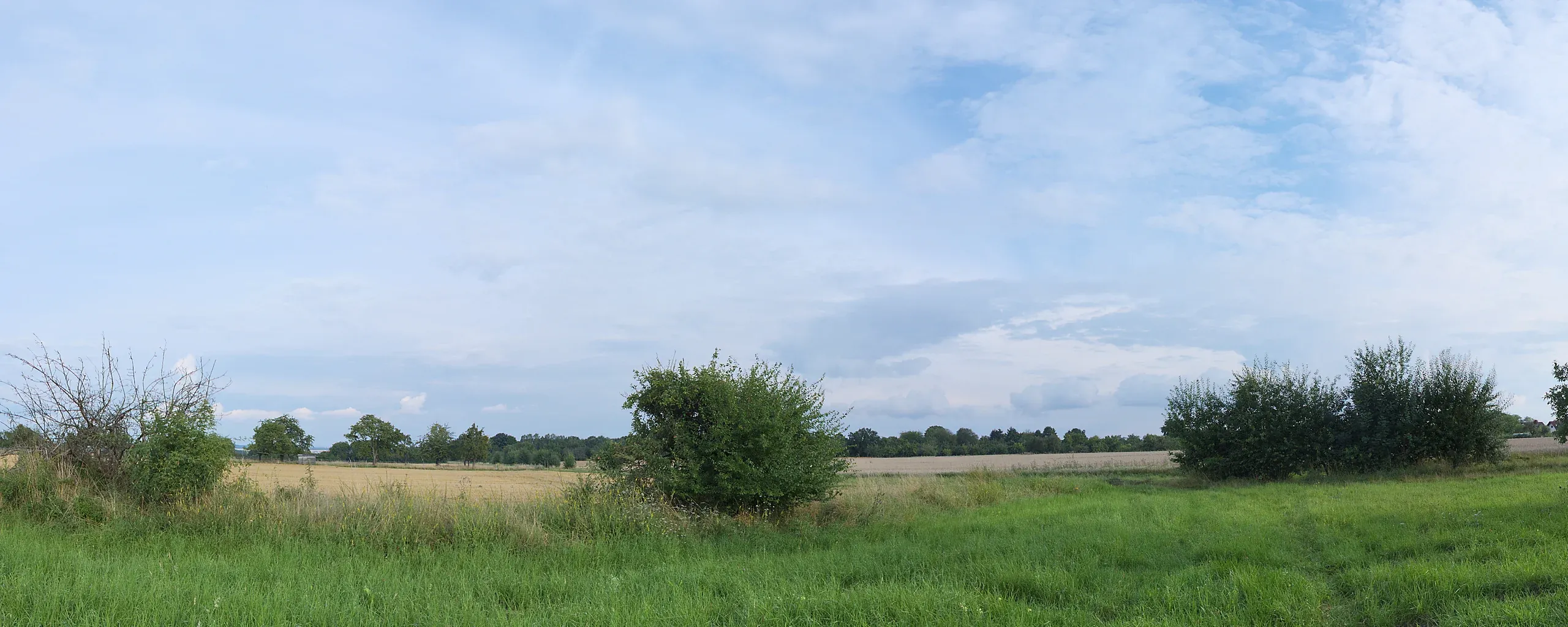 A wide green meadow running to a golden paddock and a line of trees under a broad, soft sky
