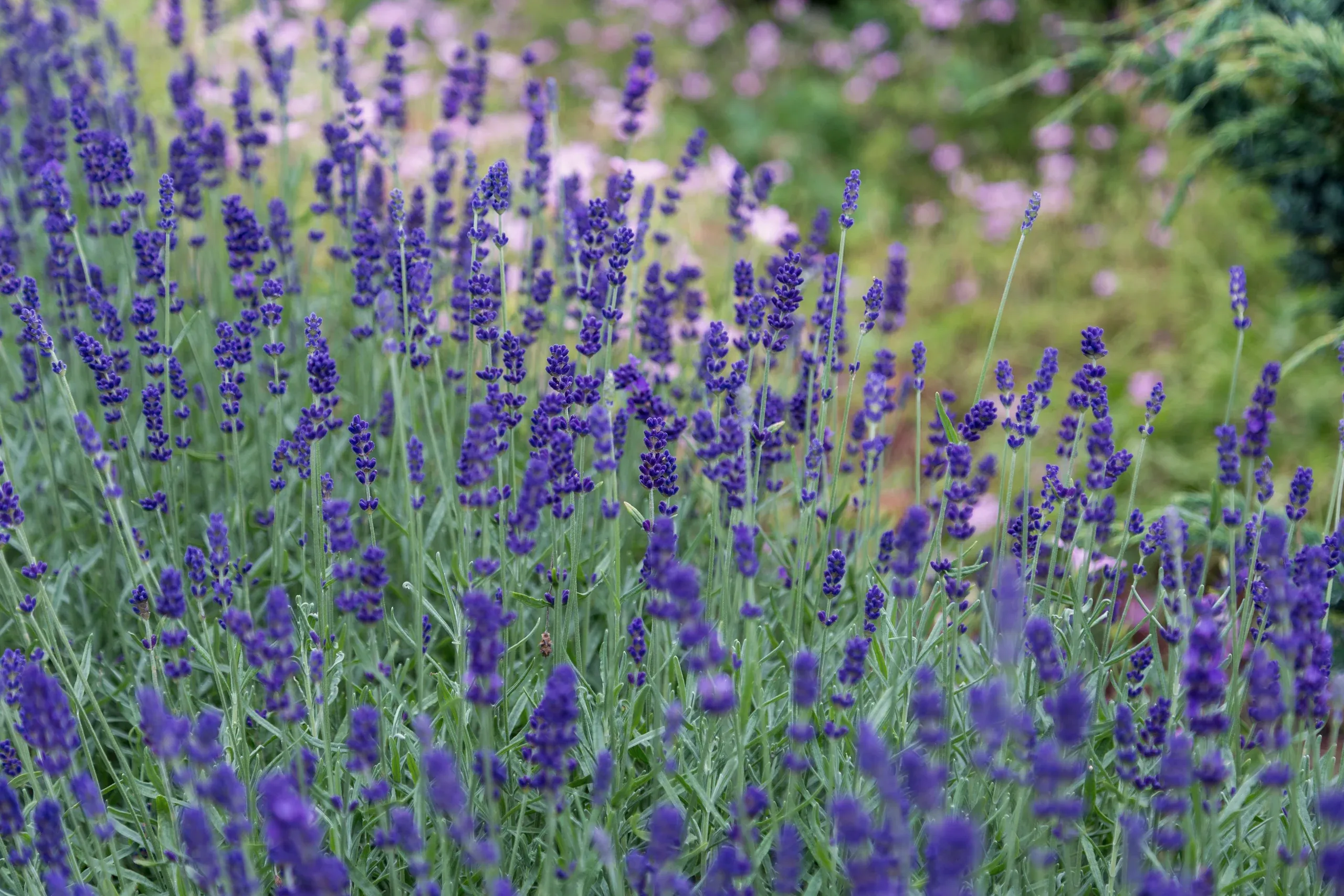 A deep bed of lavender in flower in the garden