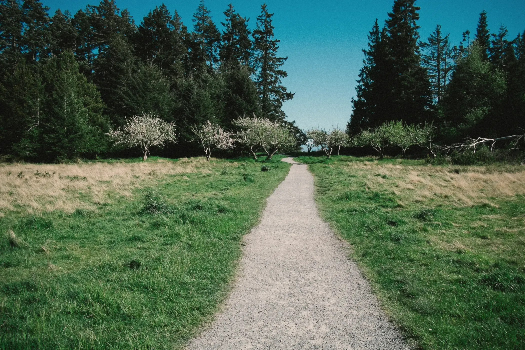A gravel path running through long grass towards an orchard and tall trees