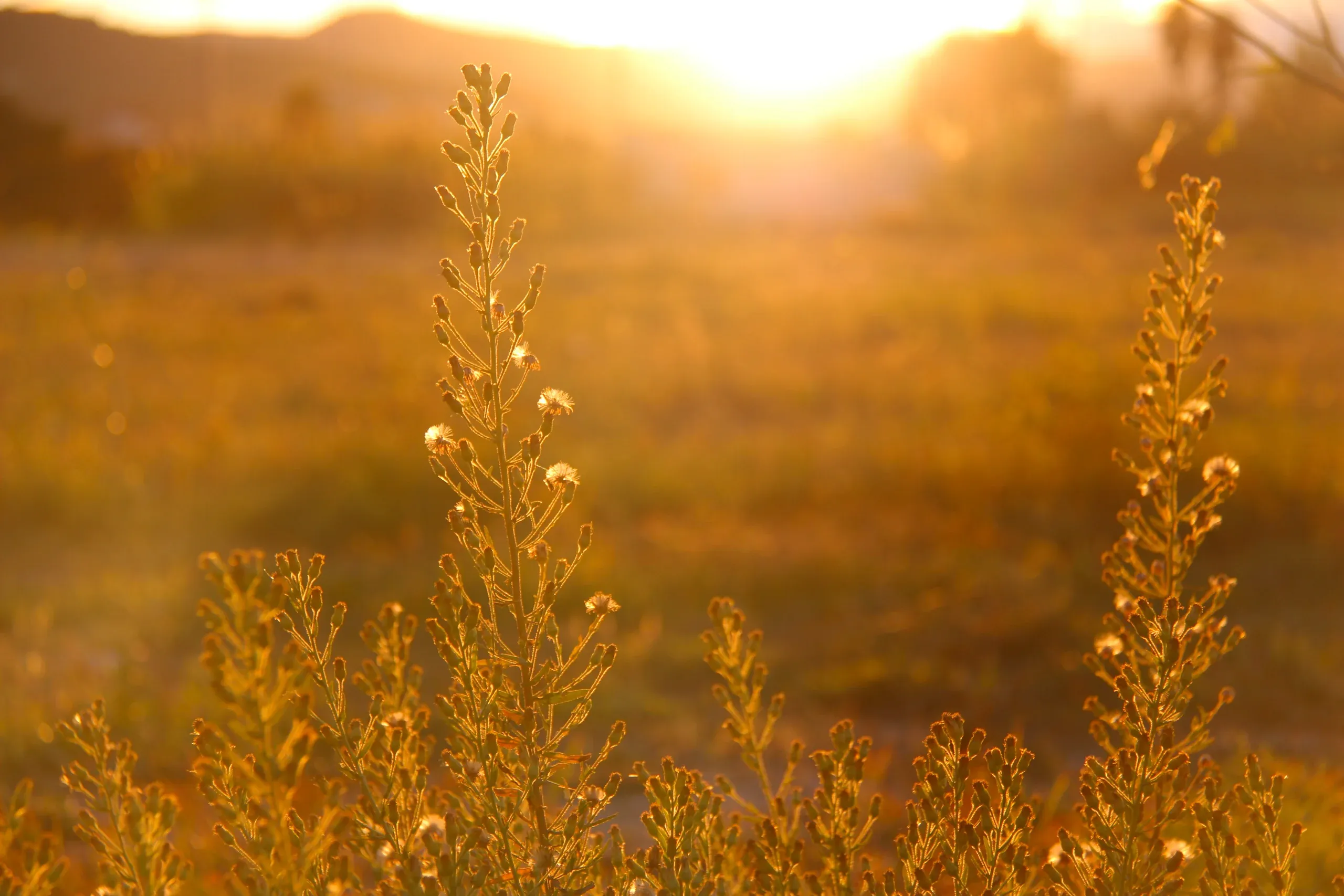 Tall grasses and wildflowers backlit by the setting sun across the meadow